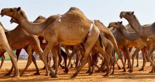 مهرجان ولي العهد للهجن